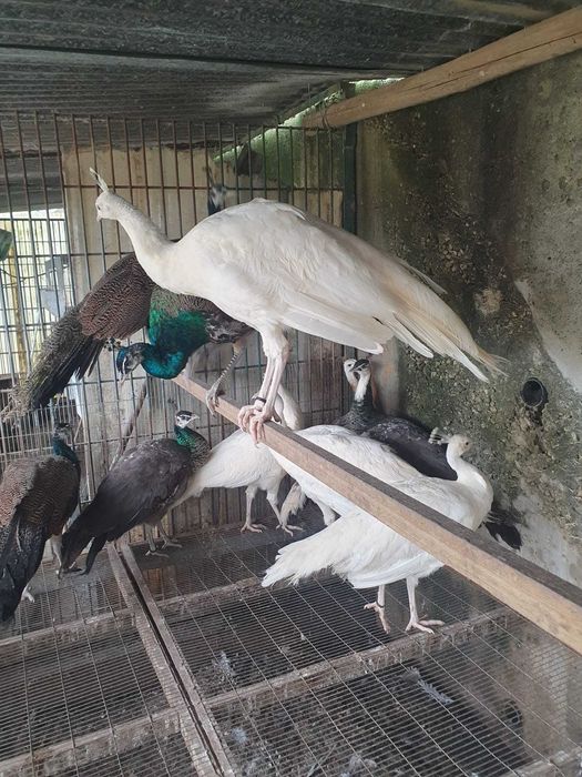 Pavões brancos e azuis