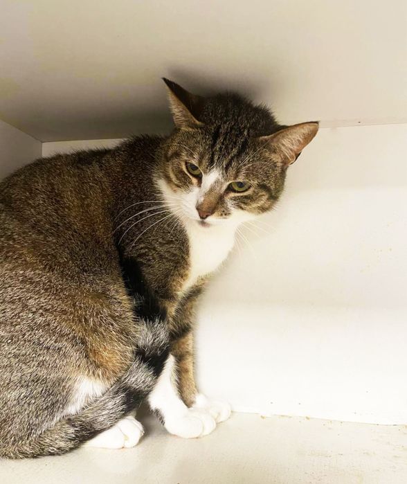 Кішечка Настя шукає родину! 1 рік. Стерилізована.Кішка.Кіт.коти