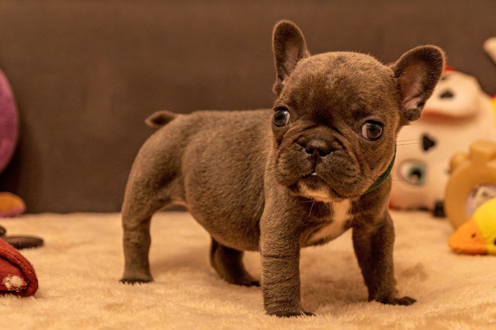 Buldog francuski szczeniak suczka niebieska blue