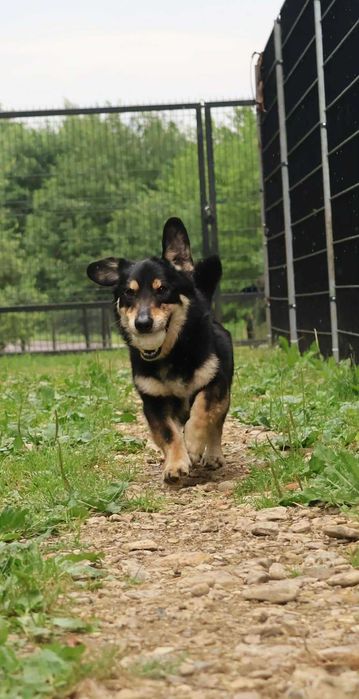 Pies Bartuś to około 5–6-letni pies o łagodnym i spokojnym usposobieniu. Oddam psa, psy do adopcji
