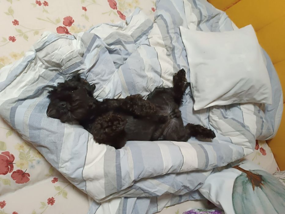 Платим за любофф