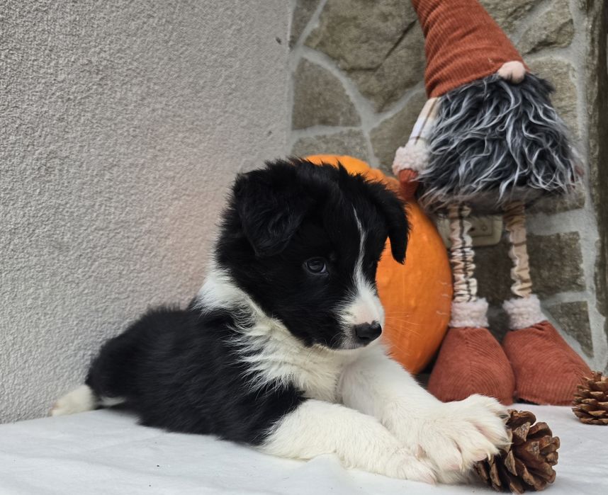 Border Collie piesek czarno-biały