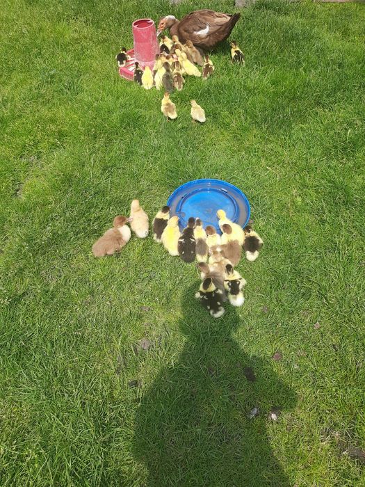 Мускусні каченята,шипуни