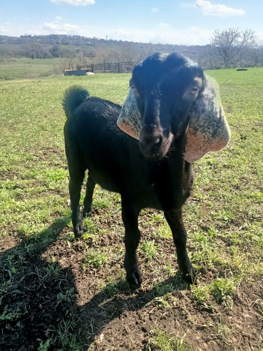 Нубійські козенята