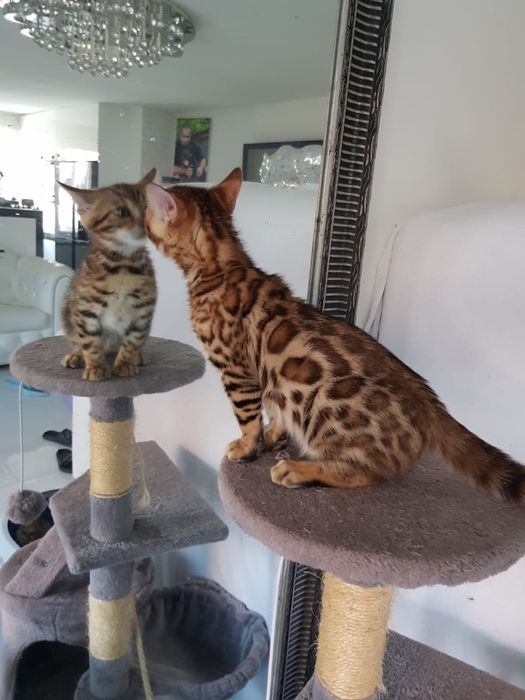 Kocurek Bengalski