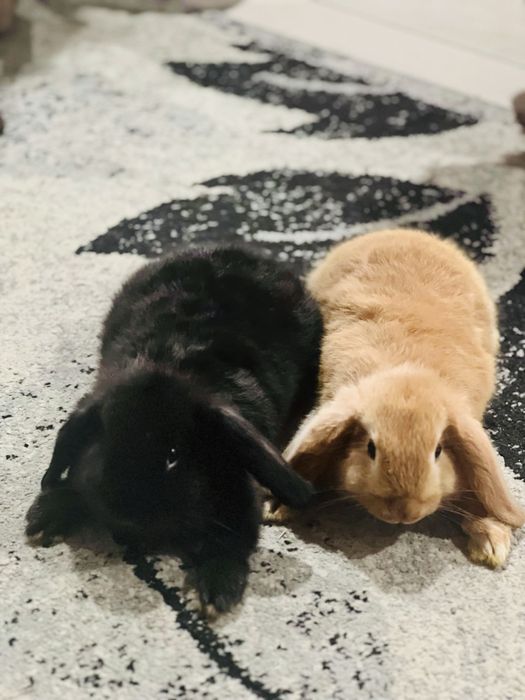 Holland Lop coelhos orelhudos