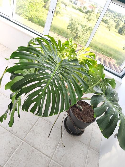 Monstera Deliciosa folhas XL, Costela de Adão, planta, plantas, natureza, jardim
