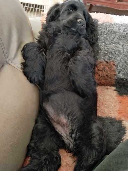 Cocker Spaniel Angielski  Czarna suczka RODOWÓD ZKwP (FCI)