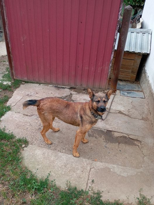 Віддам в добрі руки гарного собаку