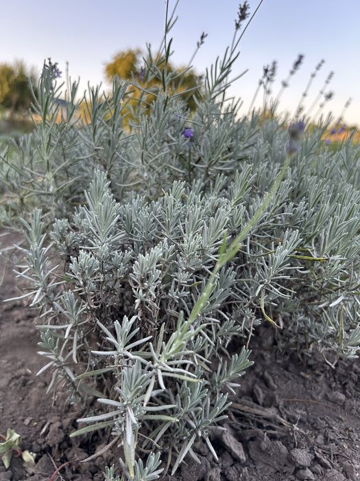 Лаванда Англійська 50 грн.