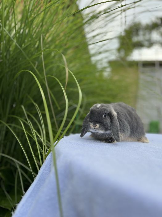 Дівчинка NHD.Породиста.Карликові кролики