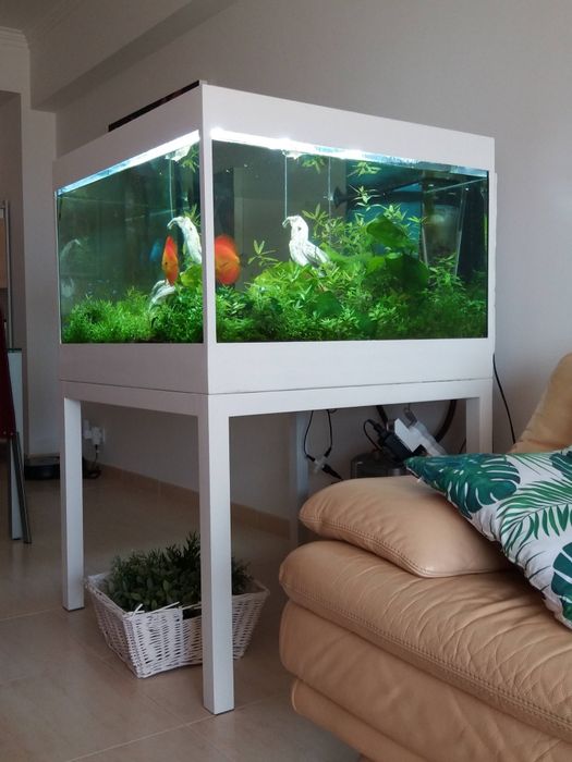 Aquario com discos