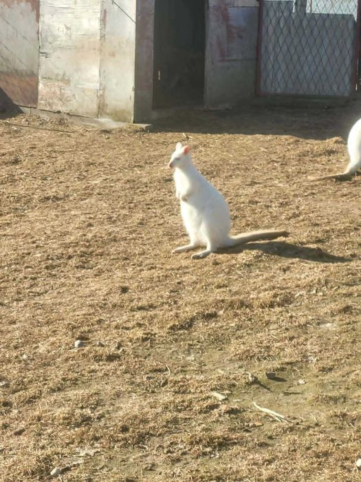 Sprzedam kangura samca Wallabia Wenetta, biały