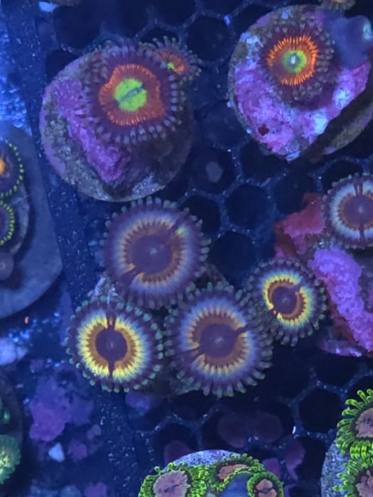 Frags de zoas, corais de agua salgada