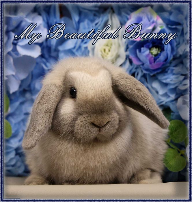 Młody Królik Mini Lop - Sallander