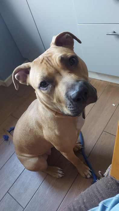 Oddam do adopcji