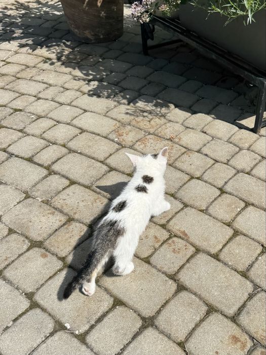 Kocięta szukają nowego domu