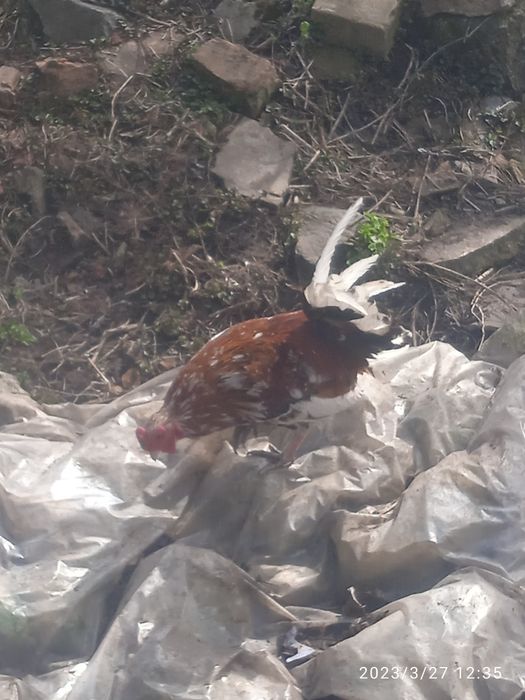 Продам Бентнамки