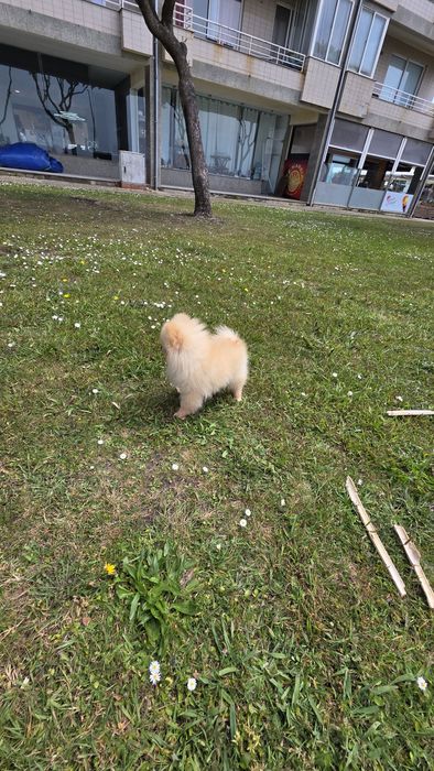 Spitz alemão fêmea
