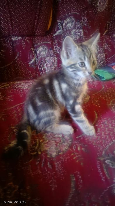 Кошенята у добрі руки