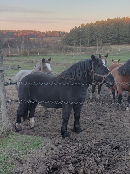 Klacz czarna Jagna/ sztum