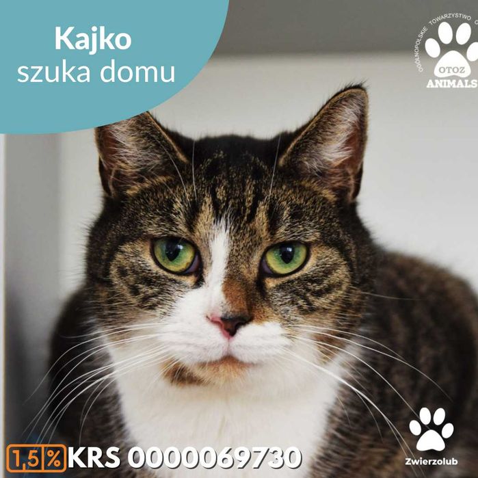 Uroczy Kajko szuka domu!