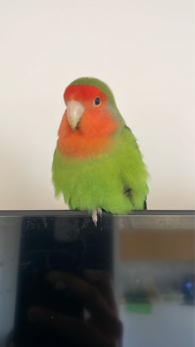 Agaporni femea em adoção