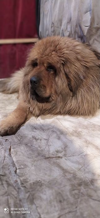 Кобель тибетского мастифа на вязку