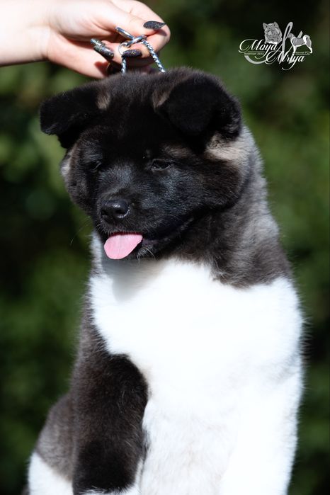Американська акіта/ американская акита / american akita