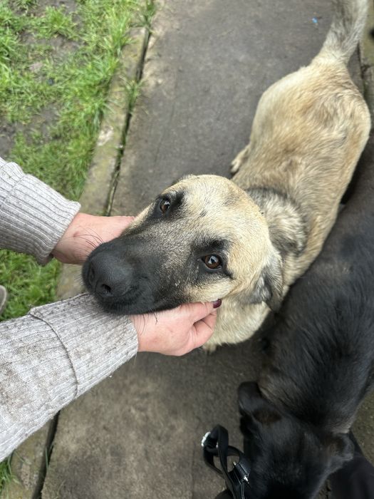 Отдам собак в хорошие руки