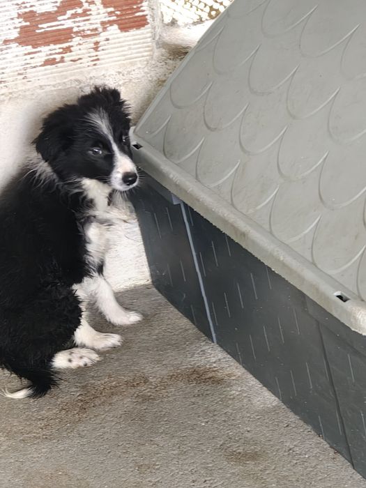 Border collie macho puro