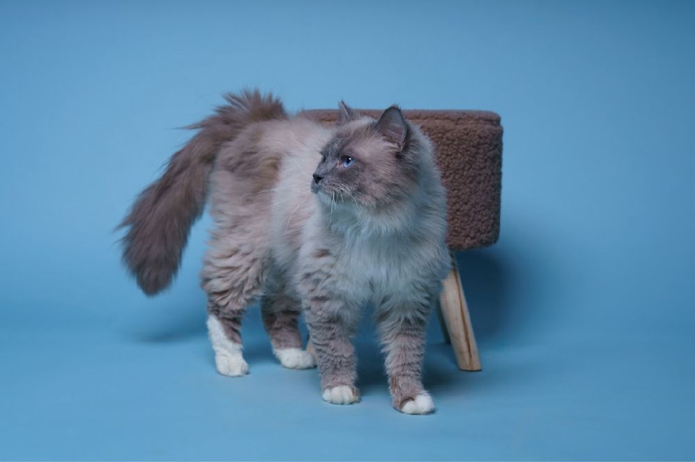 Ragdoll Reproduktor Krycie FPL grupa krwi B rag a 04