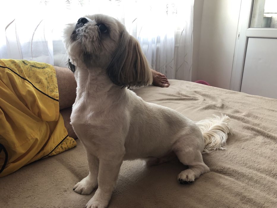 Вязка ши-тцу