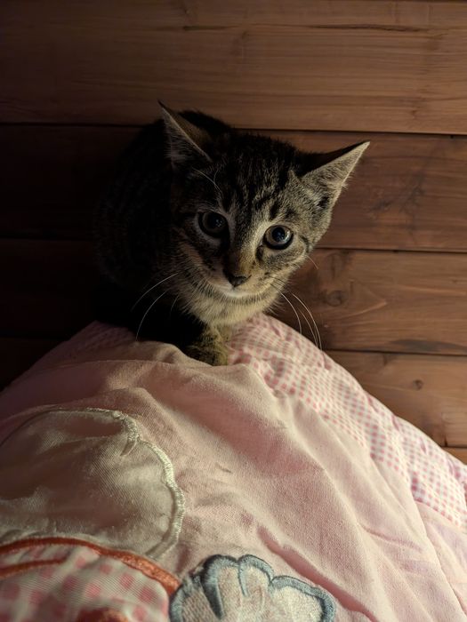 3,5 msc Tosia do adopcji! Dom niewychodzący