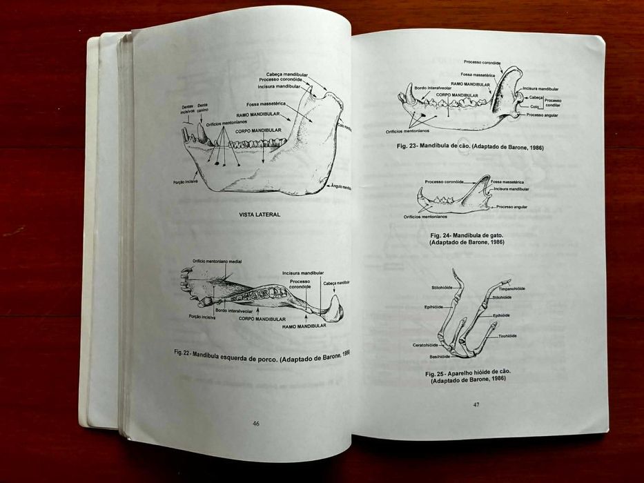 Osteologia I - Esqueleto axial