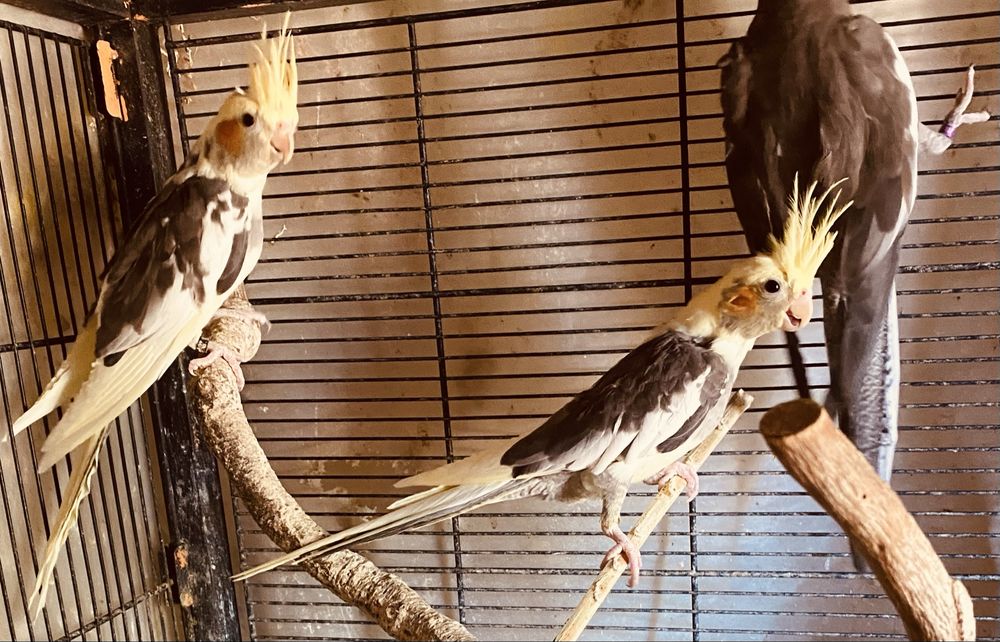 Vendo caturras para despachar