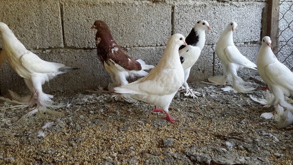 Pombas Brancas & Rolas Brancas