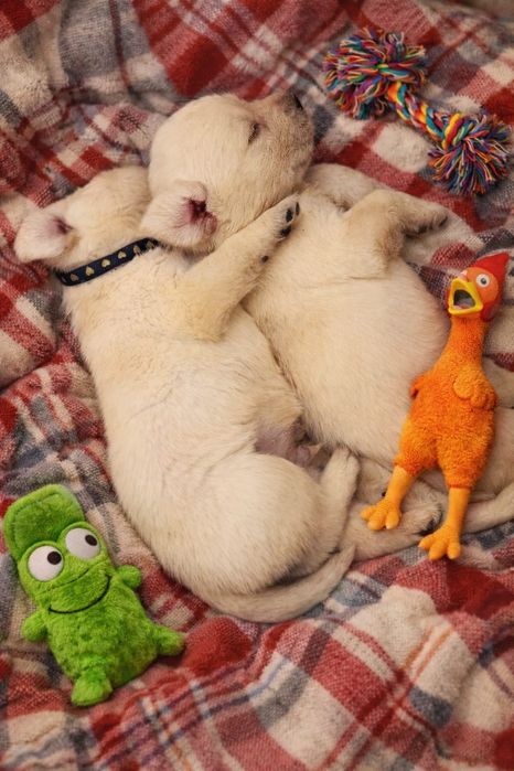 Цуценята лабрадора