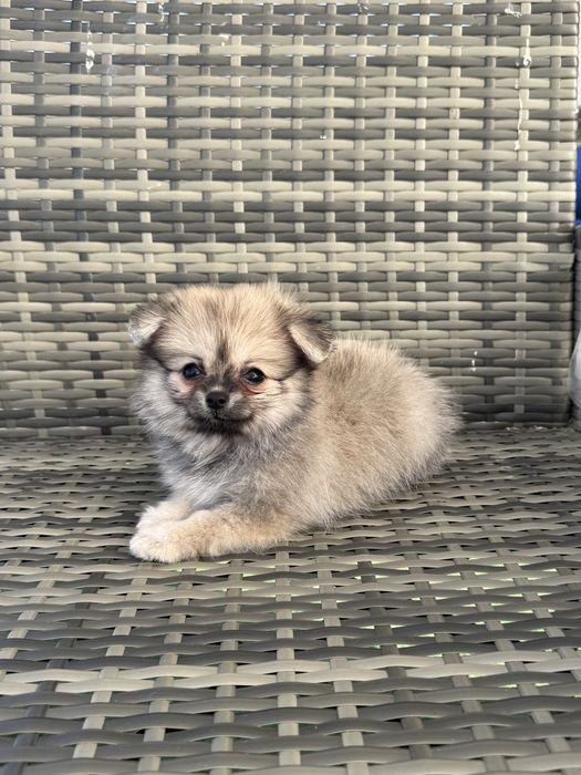 Spitz Alemão Anão MINI