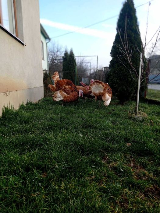 Інкубаційні яйця індиків бурбонів