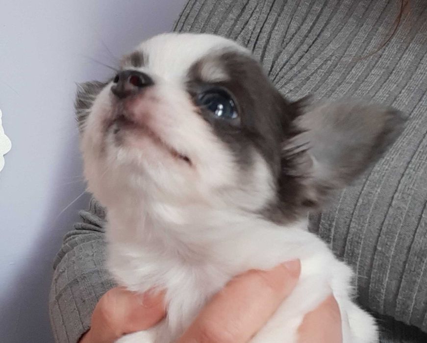 Chihuahua piesek zkwp fci husky biało niebieski xxs