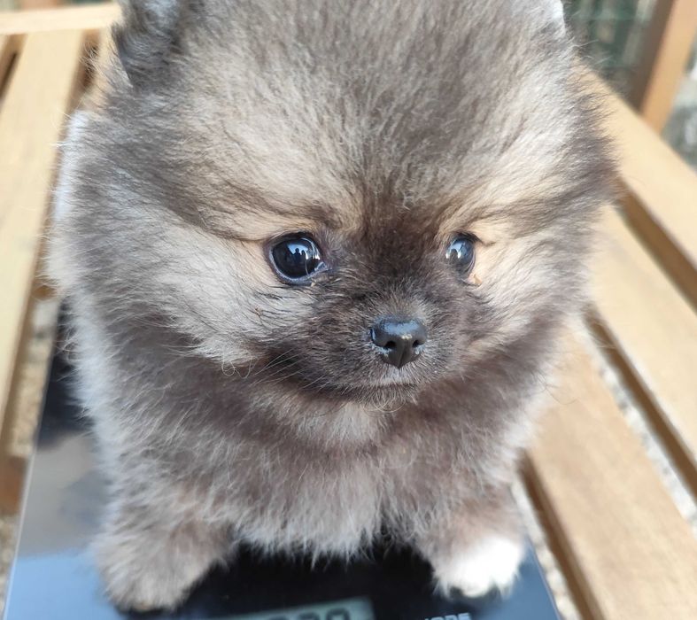 Lulu da Pomerania mini c/Lop Spitz Alemão anão
