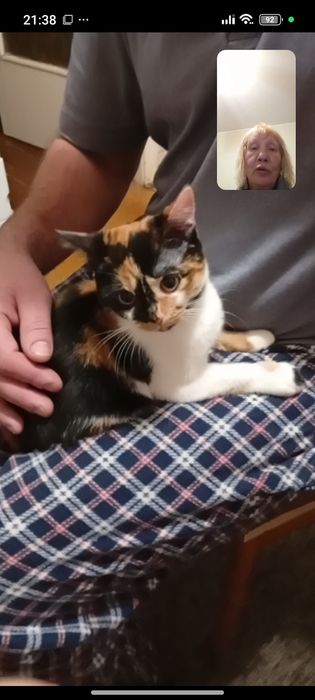 Одам трёх цветную кошечку