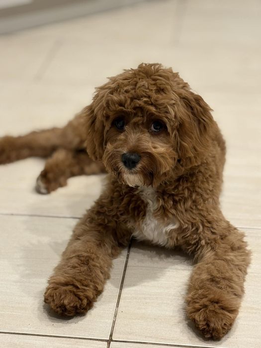 Cavapoo badania  chłopczyk