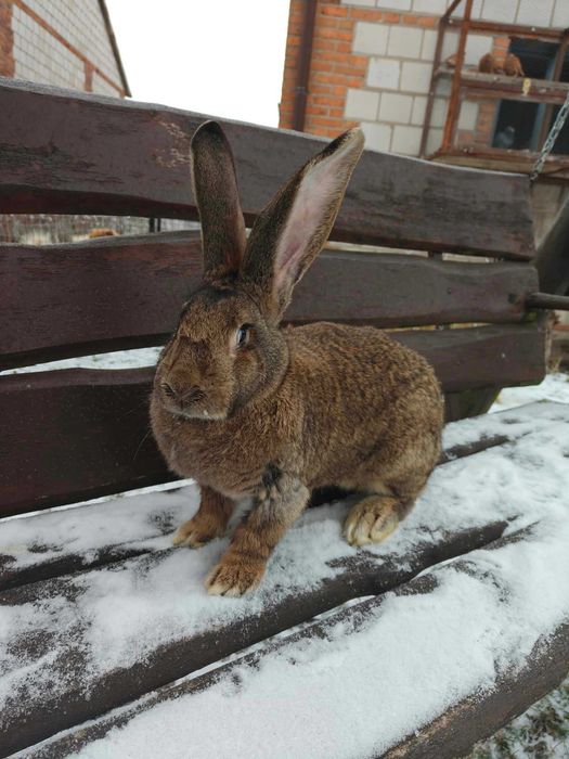 Króliki samce samice zdrowe