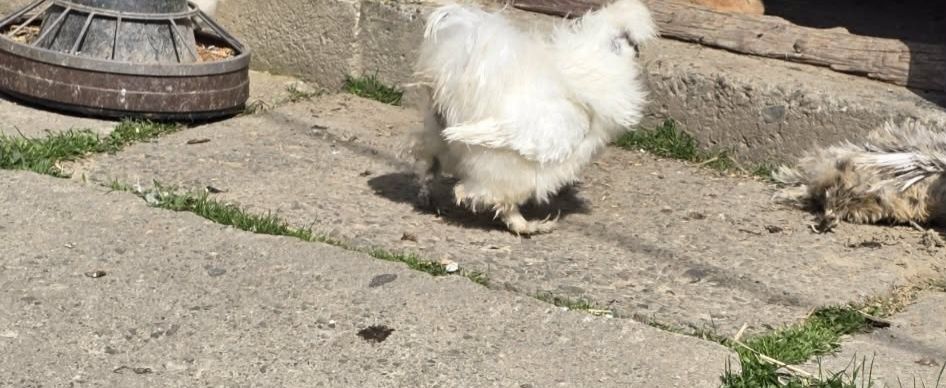 Kury  ozdobne  silki USA