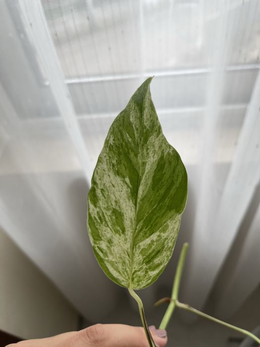 Epipremnum Pinnatum Marble Variegata