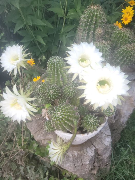 Kaktus kwitnacy na biało