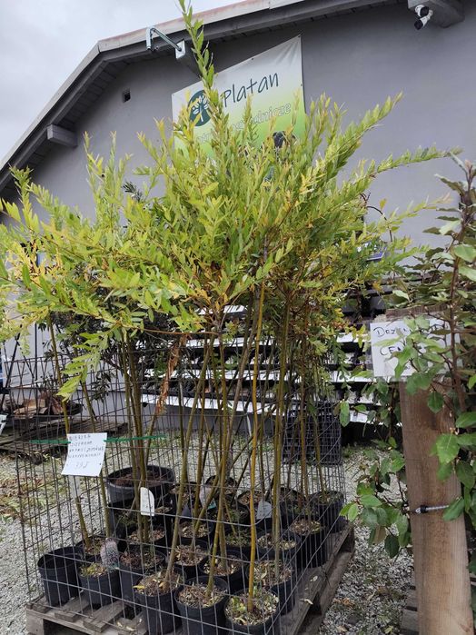 WIERZBA JAPOŃSKA Wierzby Japońskie Hakuro Nishiki szczepione na pniu