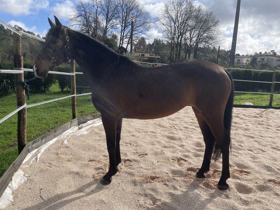 Egua Castanha 10 anos